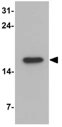 Anti-CNRIP1 antibody used in Western Blot (WB). GTX31534