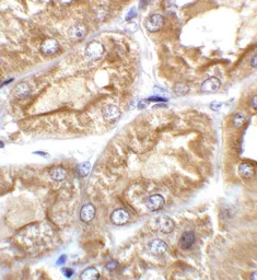 Anti-TRPV4 antibody used in IHC (Paraffin sections) (IHC-P). GTX31567