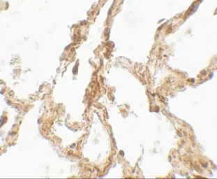 Anti-TRPV4 antibody used in IHC (Paraffin sections) (IHC-P). GTX31567