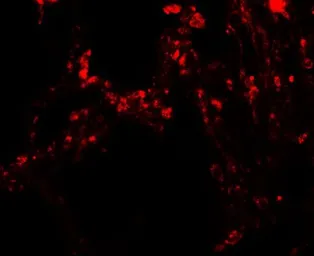 Anti-TRPV4 antibody used in IHC (Paraffin sections) (IHC-P). GTX31567