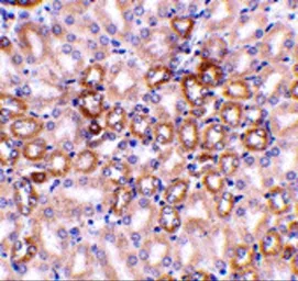 Anti-Nephrin antibody used in IHC (Paraffin sections) (IHC-P). GTX31654