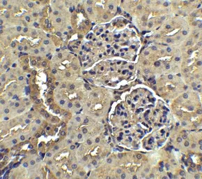 Anti-Nephrin antibody used in IHC (Paraffin sections) (IHC-P). GTX31654