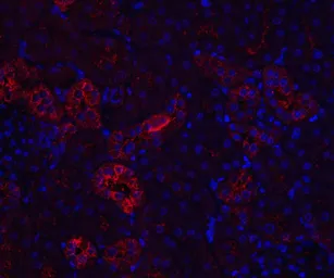 Anti-Nephrin antibody used in IHC (Paraffin sections) (IHC-P). GTX31654