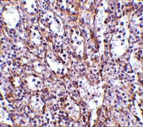 Anti-STIM1 antibody used in IHC (Paraffin sections) (IHC-P). GTX31757