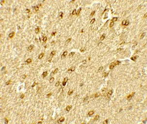 Anti-BRG1 antibody used in IHC (Paraffin sections) (IHC-P). GTX31917