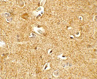 Anti-CRF antibody used in IHC (Paraffin sections) (IHC-P). GTX31922