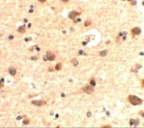 Anti-RUSC2 antibody used in IHC (Paraffin sections) (IHC-P). GTX32050