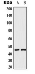 Anti-MEK2 (phospho Thr394) antibody used in Western Blot (WB). GTX32347