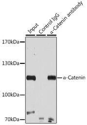 Anti-alpha 1 Catenin antibody used in Immunoprecipitation (IP). GTX32433