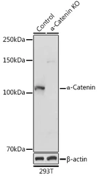 Anti-alpha 1 Catenin antibody used in Western Blot (WB). GTX32433