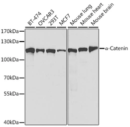 Anti-alpha 1 Catenin antibody used in Western Blot (WB). GTX32433