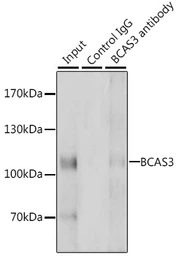 Anti-BCAS3 antibody used in Immunoprecipitation (IP). GTX32467