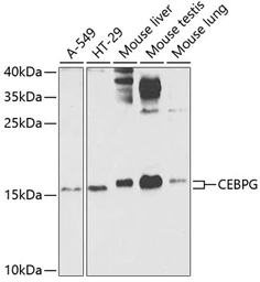 Anti-CEBP gamma antibody used in Western Blot (WB). GTX32514