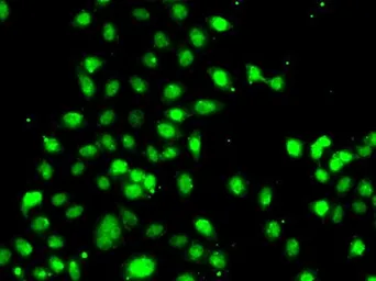 Anti-CEBP gamma antibody used in Immunocytochemistry/ Immunofluorescence (ICC/IF). GTX32514