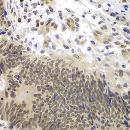 Anti-CEBP gamma antibody used in IHC (Paraffin sections) (IHC-P). GTX32514