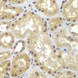 Anti-CEBP gamma antibody used in IHC (Paraffin sections) (IHC-P). GTX32514