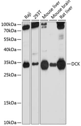 Anti-DCK antibody used in Western Blot (WB). GTX32553