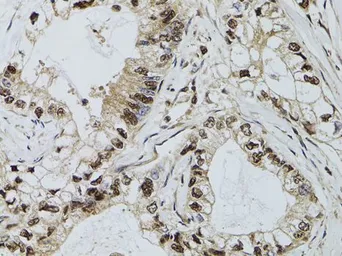 Anti-DCK antibody used in IHC (Paraffin sections) (IHC-P). GTX32553