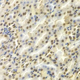 Anti-DCK antibody used in IHC (Paraffin sections) (IHC-P). GTX32553