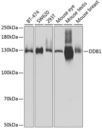 Anti-DDB1 antibody used in Western Blot (WB). GTX32555