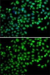 Anti-FKBP6 antibody used in Immunocytochemistry/ Immunofluorescence (ICC/IF). GTX32605