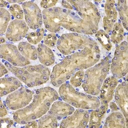 Anti-FKBP6 antibody used in IHC (Paraffin sections) (IHC-P). GTX32605