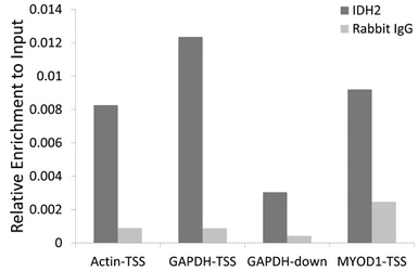 Anti-IDH2 antibody used in ChIP assay (ChIP assay). GTX32666