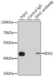 Anti-IDH2 antibody used in Immunoprecipitation (IP). GTX32666