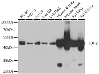 Anti-IDH2 antibody used in Western Blot (WB). GTX32666