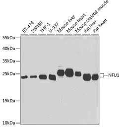 Anti-NFU1 antibody used in Western Blot (WB). GTX32748