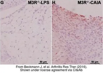 Anti-RANKL antibody used in IHC (Paraffin sections) (IHC-P). GTX32834