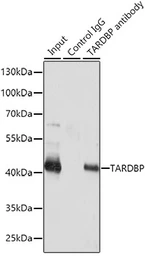 Anti-TDP43 antibody used in Immunoprecipitation (IP). GTX32912