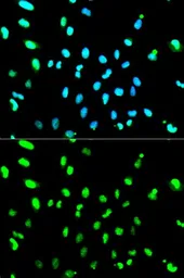 Anti-TDP43 antibody used in Immunocytochemistry/ Immunofluorescence (ICC/IF). GTX32912