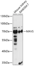 Anti-VISA antibody used in Western Blot (WB). GTX32966