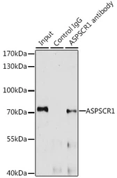 Anti-TUG antibody used in Immunoprecipitation (IP). GTX33023