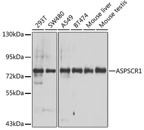 Anti-TUG antibody used in Western Blot (WB). GTX33023