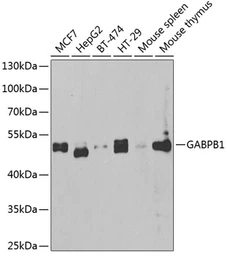 Anti-GABPB1 antibody used in Western Blot (WB). GTX33210