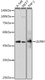 Anti-LILRB4 antibody used in Western Blot (WB). GTX33296