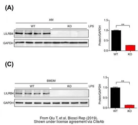 Anti-LILRB4 antibody used in Western Blot (WB). GTX33296