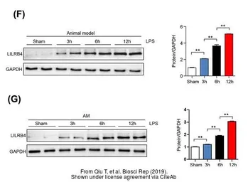 Anti-LILRB4 antibody used in Western Blot (WB). GTX33296