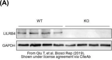 Anti-LILRB4 antibody used in Western Blot (WB). GTX33296