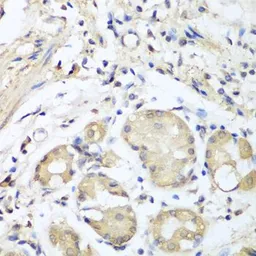 Anti-Nidogen 1 antibody used in IHC (Paraffin sections) (IHC-P). GTX33357