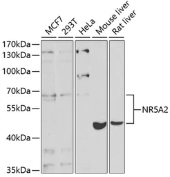 Anti-NR5A2 antibody used in Western Blot (WB). GTX33366