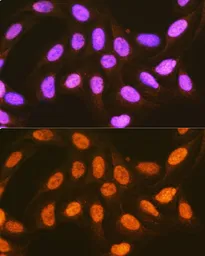 Anti-PCBP2 antibody used in Immunocytochemistry/ Immunofluorescence (ICC/IF). GTX33389