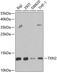 Anti-TXN2 antibody used in Western Blot (WB). GTX33563