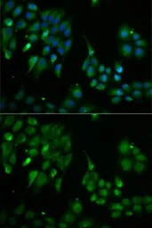 Anti-TXN2 antibody used in Immunocytochemistry/ Immunofluorescence (ICC/IF). GTX33563