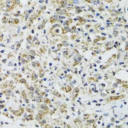 Anti-TXN2 antibody used in IHC (Paraffin sections) (IHC-P). GTX33563