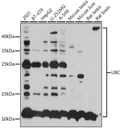 Anti-Ubiquitin C antibody used in Western Blot (WB). GTX33569