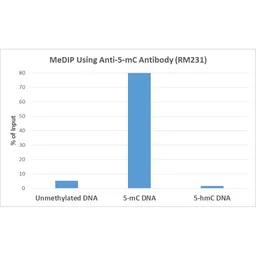 Anti-5-Methylcytosine / 5-mC antibody [RM231] used in Methylated DNA Immunoprecipitation (MeDIP). GTX33606