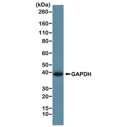 Anti-GAPDH antibody [RM114] used in Western Blot (WB). GTX33615